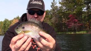 Tips and Tricks for Fall Panfish with Lamiglas Rods [upl. by Ghiselin278]