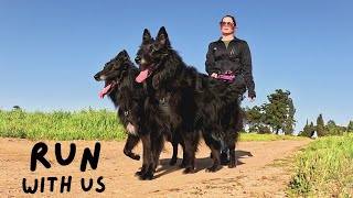 Groenendaels Running with 2 Belgian Shepherds and my husbands reasons why we shouldnt [upl. by Anaujnas]