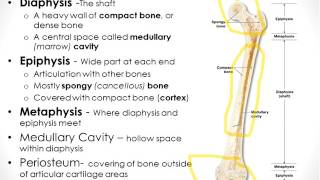 Osseous Tissue Chapter 6 Part 1 [upl. by Damiano]