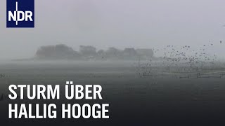 Land unter auf Hallig Hooge  die nordstory  NDR Doku [upl. by Ellasal]