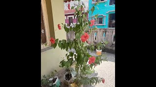 05  Effect of Fish Fertilizer on Hibiscus  Terrace gardening series [upl. by Fielding567]