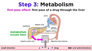 Pharmacokinetics How Drugs Move Through the Body [upl. by Gerianna]