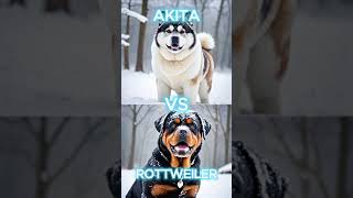 Akita vs Rottweiler vs  chow chow bullmastiff Pitbull Doberman German Shepard [upl. by Mezoff429]