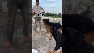 Rottweiler Daisyke bachpan ka look ⚠️⛔️Rottweiler shorts germanshepherd dog [upl. by Bibeau]