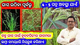 Best herbicide for paddy ରୁଆ ଧାନ ପାଇଁ ଭଲ ଘାସମରା weed control [upl. by Emirej575]