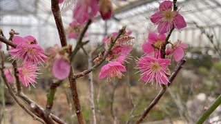 Prunus Mume or Japanese Apricot Bonsai [upl. by Goodson]