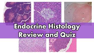 Endocrine histology  Review and Practice [upl. by Chapel]