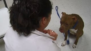 Deaf dog learns sign language [upl. by Curkell]