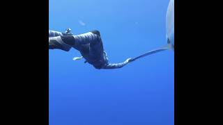 Ocean Ramsey encountered what is possibly the largest great white shark ever recorded shark [upl. by Nauqahs]