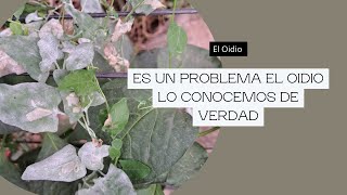 ¿Cuándo el oídio es un Problema [upl. by Valenba]