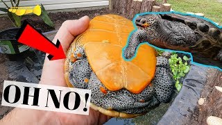 Diamondback Terrapin FUNGUS  Pond Update  Treatment [upl. by Georgia618]