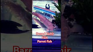 Barred bichir Fish  Barred bichir parrot fish  fish aquarium goldfish fishing guppy pet [upl. by Ahsinej]