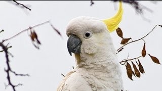 Exotic Birds  Crazy Sulphur Crested Cockatoos [upl. by Rennold]