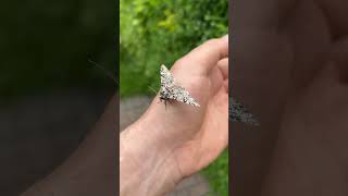 Peppered moth aka Darwin’s moth ukmoths moths nature gardenwildlife [upl. by Ozneral]