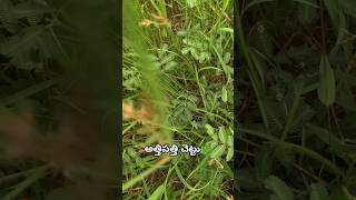 Scientific name Mimosa pudica🌿shortsfeed facts nature telugu shorts agriculture nalgonda [upl. by Ayisan249]