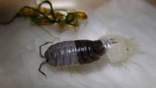 ワラジムシの脱皮シーン Woodlouse molting [upl. by Calvano]