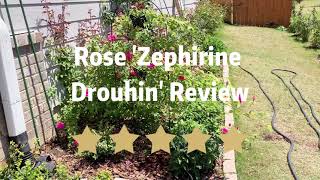 Rose Zephirine Drouhin Review [upl. by Retseh349]