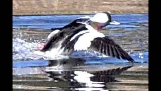 Bufflehead Stills and Video with Nikon D90 [upl. by Notxarb]