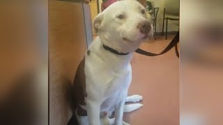 Heartbreaking Moment This Pit Bull Realizes His Family Is Surrendering Him Will Make You Cry [upl. by Diarmit]