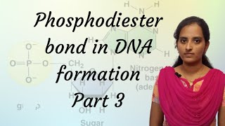 Phosphodiester bond in formation of DNA part 3 [upl. by Vaasta]