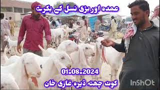 dera ghazi khan mundra mandi today  bakra mandi dera ghazi khan [upl. by Mirielle]