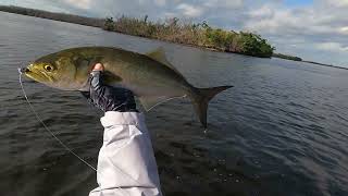 Blue Fish in Matlacha Florida Last trip of 2023 in my Hobie Outback Nonstop Trout action [upl. by Stucker]