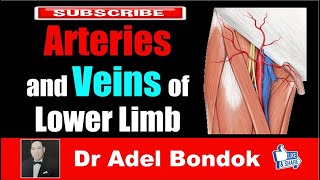 Arteries and Veins of the Lower Limb Dr Adel Bondok [upl. by Oneal46]