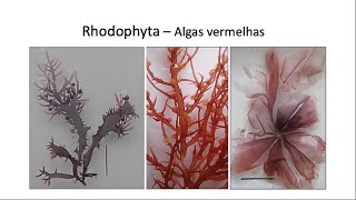 Rhodophyta parte 1 [upl. by Lauralee]