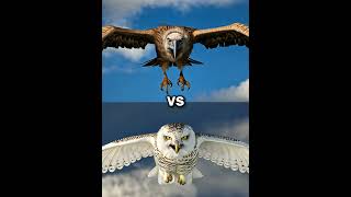 Snow owl vs Vultures vs  eagle falcon crow owl seagull Duck toucan bird Macow pigeon [upl. by Ailaza425]