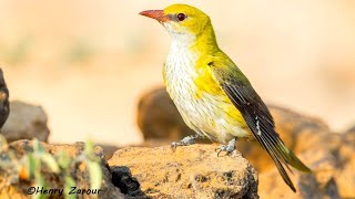 Eurasian golden oriole  Oriolus oriolus  זהבן מחלל [upl. by Weisman]