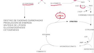 aminoacidos metabolismo [upl. by Eninej860]