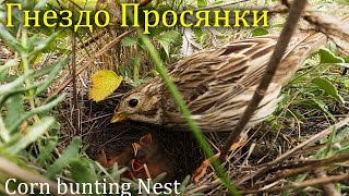 Гнездо Просянки  Corn bunting Nest [upl. by Meng702]