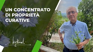 Una Pianta che quotGuarisce tutto fuorché la mortequot [upl. by Asher]