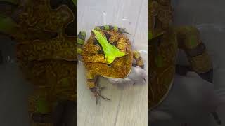 パックマン アマゾンツノガエル Surinam Horned frog Ceratophrys cornuta shorts shortsvideo 両生類 捕食 ドロガメ [upl. by Ingram]