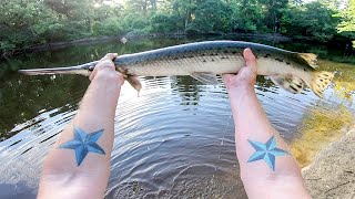 How to Catch Gar Spotted Longnose and Shortnose [upl. by Alleuqcaj722]