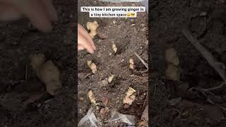 How to grow ginger at homeEasyampfast way to grow ginger🌱🌱❤️gingerplantsshortsyoutubeshorts [upl. by Yemar]