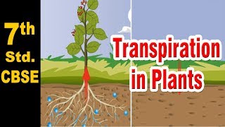 Class 7  Transpiration in Plants  Science  NCERT  CBSE Board  Home Revise [upl. by Chancey174]