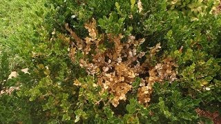 Whats Wrong with My Boxwood [upl. by Tnerb301]