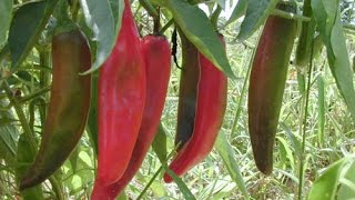 ⟹ Anaheim Hot Pepper Capsicum annuum ALL AMERICAN CLASSIC pepper [upl. by Harper]