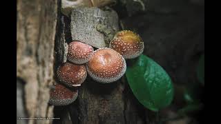 Shiitake Mushroom Growing Timelaspe  椎茸 47 [upl. by Davidson]