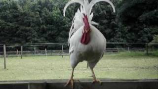 my rooster being awesome [upl. by Araj]