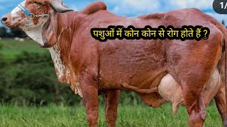 पशुओं में कोन कोन से रोग होते हैंHR Bala Ji Dairy Farm cow [upl. by Bish]