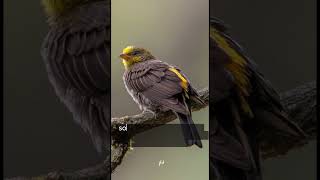 honeyguide bird bird honey uniqueanimals facts reels uniquecreatures shortfeed viral [upl. by Tanney]