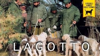 LAGOTTO ROMAGNOLO trailer documentario [upl. by Nemzzaj]