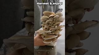 How to Grow Oyster Mushrooms 🍄 mushroomgrowing mushroomfarming mushroom [upl. by Vilberg]