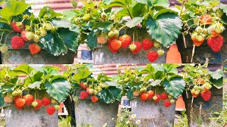 How to grow strawberries how to grow strawberries through stolons when to grow strawberries [upl. by Cavil]