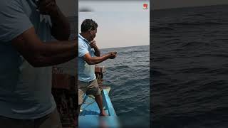 Catching Grouper Fish in the Sea [upl. by Warp]