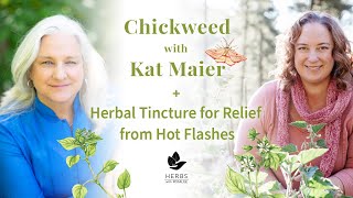 Chickweed with Kat Maier  Herbal Tincture for Relief from Hot Flashes [upl. by Berthe771]