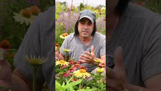 Where to Plant Your Echinacea  What to Expect from this Excellent Native Perennial [upl. by Kciwdahc]