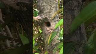 Hungry Baby Barbet Screaming Sound Like a Cat – Parent Birds Feeding Chick at Nesthole [upl. by Irt]